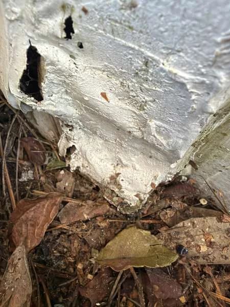 A rotted lower corner of the house behind leaves and pine straw