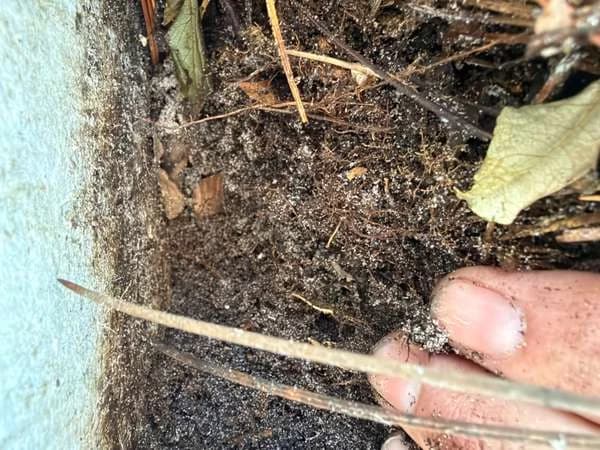 Siding meeting the soil, with a hand pulling back the dirt