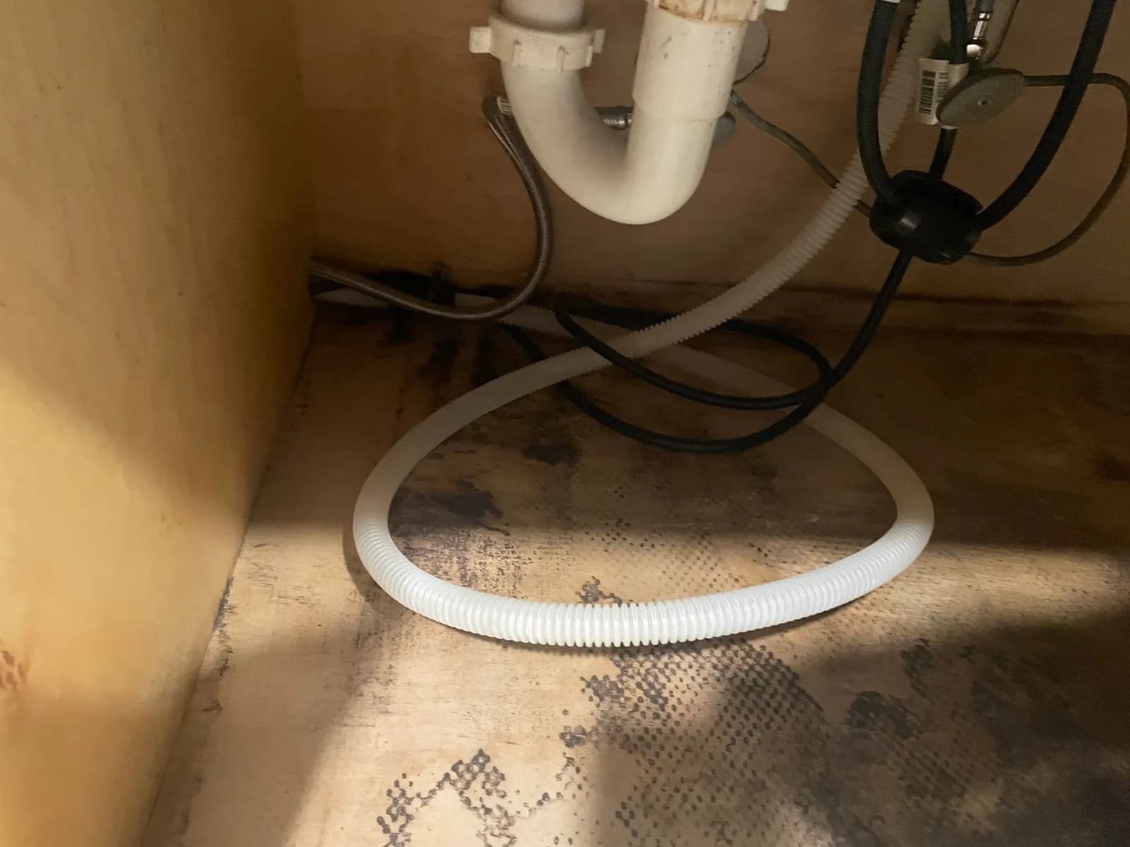 Close view of a sink cabinet floor with dark mold patches and staining, and a white coiled hose lying on top.