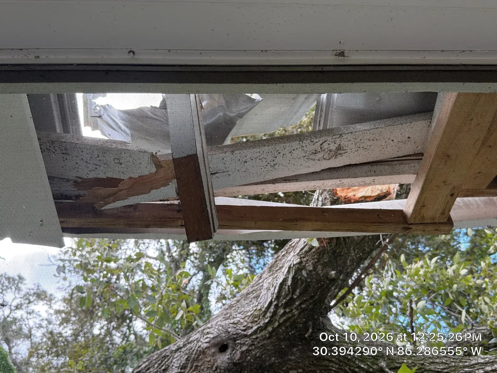 View up through an opening with broken wooden framing and torn roofing. A thick tree trunk is visible beyond it.