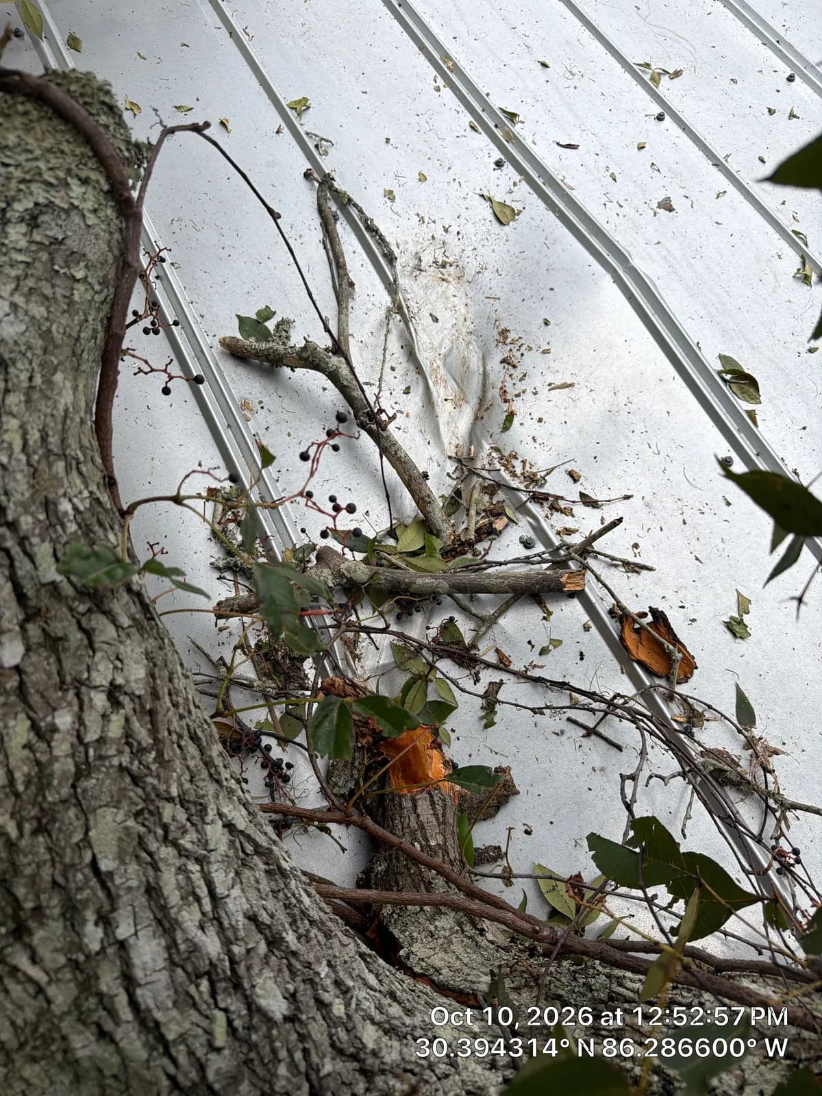 Close-up of a white ribbed metal roof covered with snapped branches and leaves. A large tree trunk is on the left.