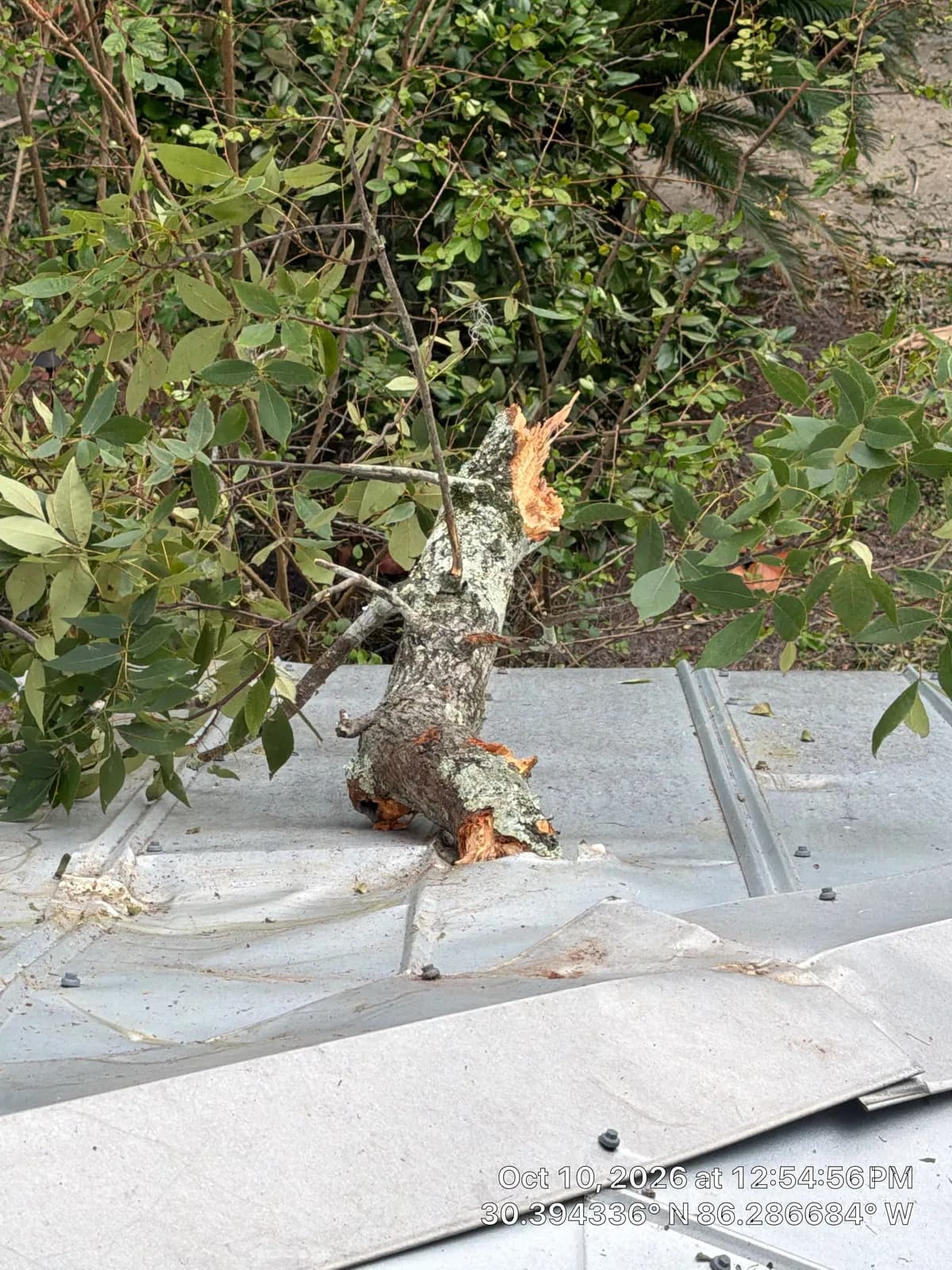 A splintered piece of tree trunk sitting on a dented gray metal roof, with green brush behind it.